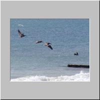 06- Pelicans.html